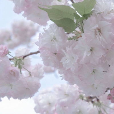 Furry绘画笔刷实用运用FurryQQ群